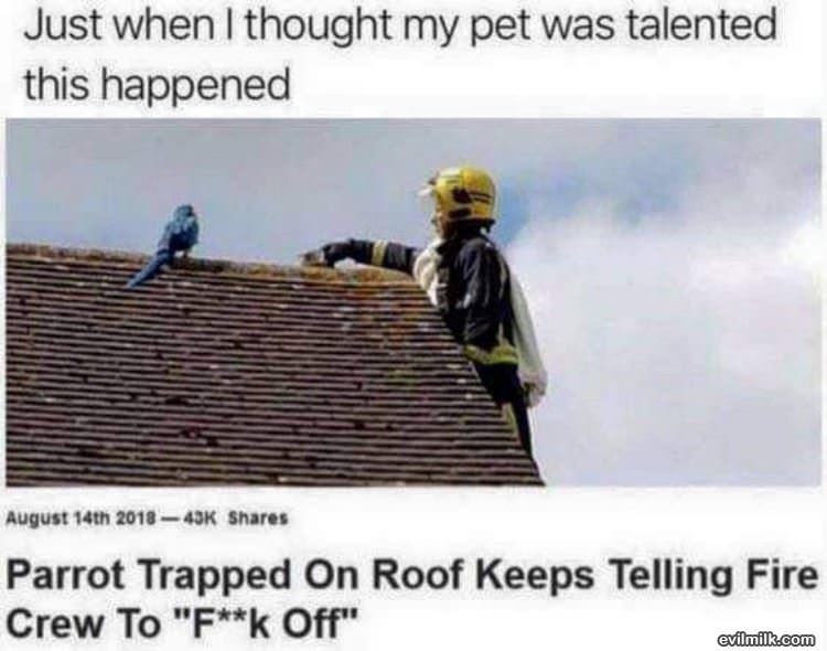 A Talented Pet