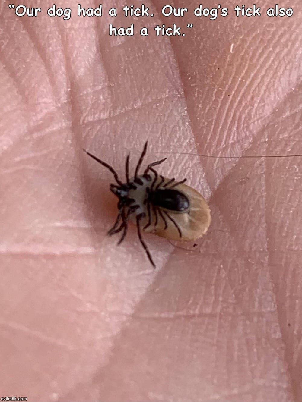 A Tick On A Tick