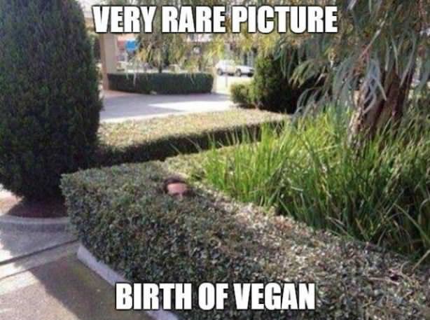 A Very Rare Picture