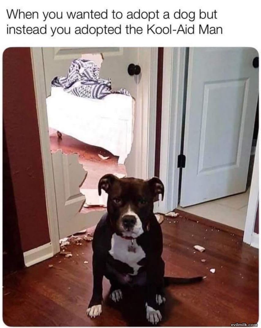 Adopting A Dog