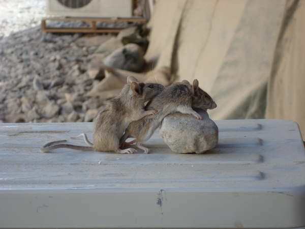 Afghanistan Mice