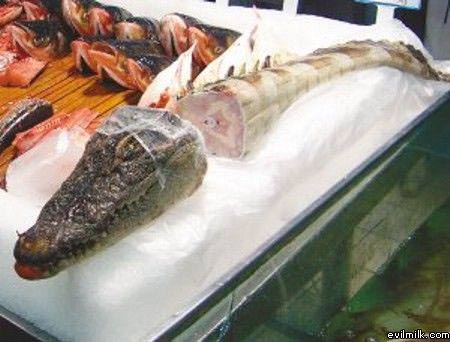Alegator