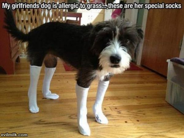 Allergic To Grass