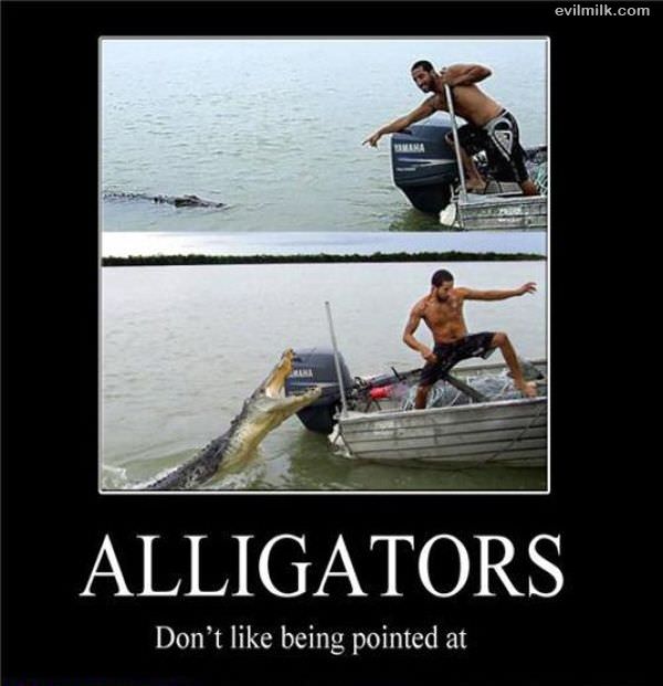 Alligators