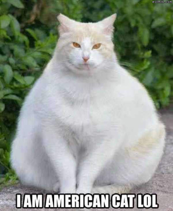 American Cat