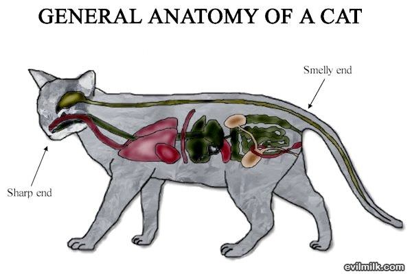 Anatomy Of A Cat