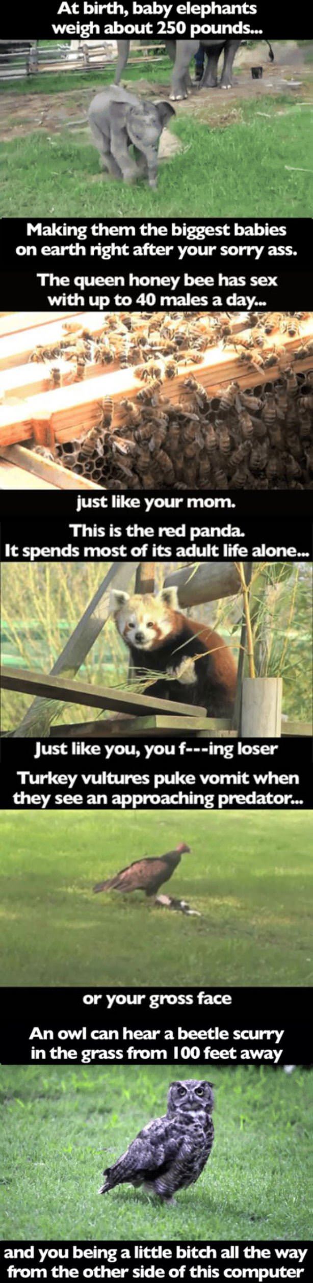 Animal Facts