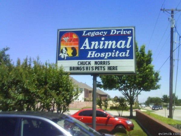 Animal Hospital