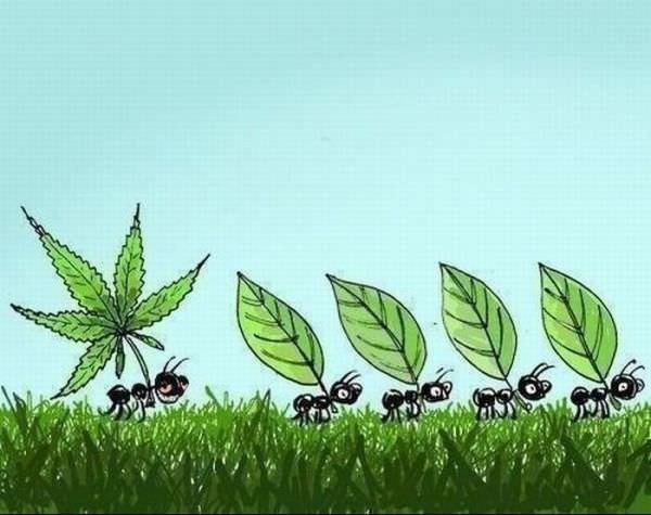 Ants