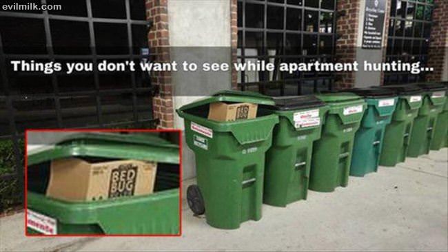 Apartment Hunting