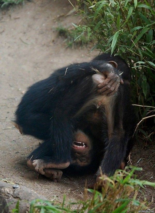 Ass Itch