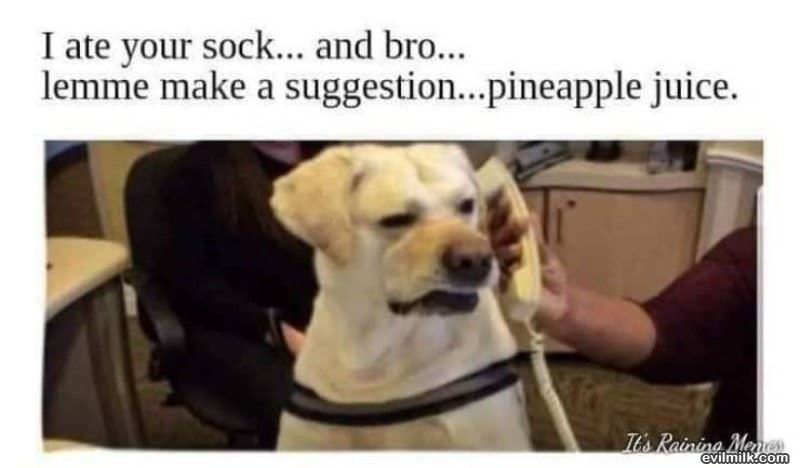 Ate Your Sock
