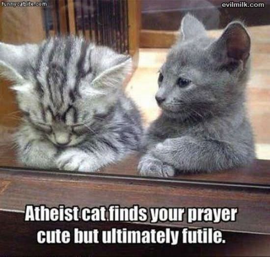 Atheist Cat