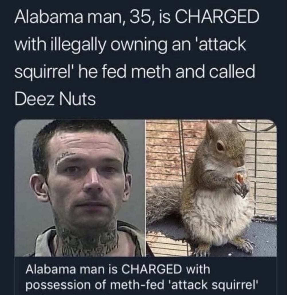 Attack_Squirrel.jpg