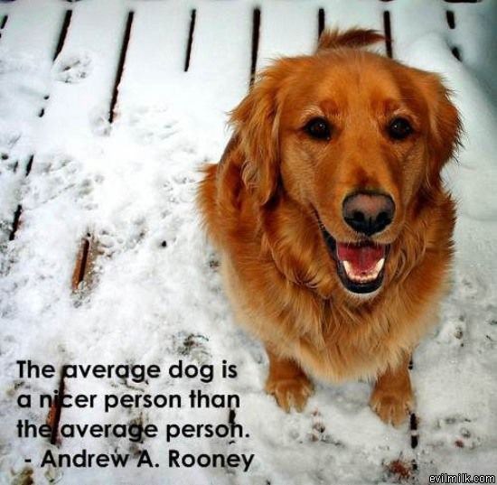 Avg Dog