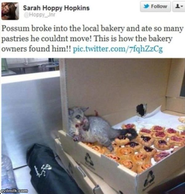Awesome Possum