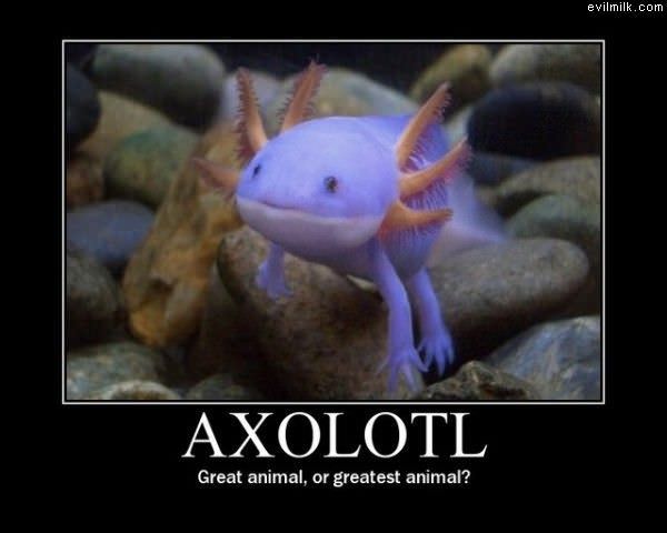 Axolotl