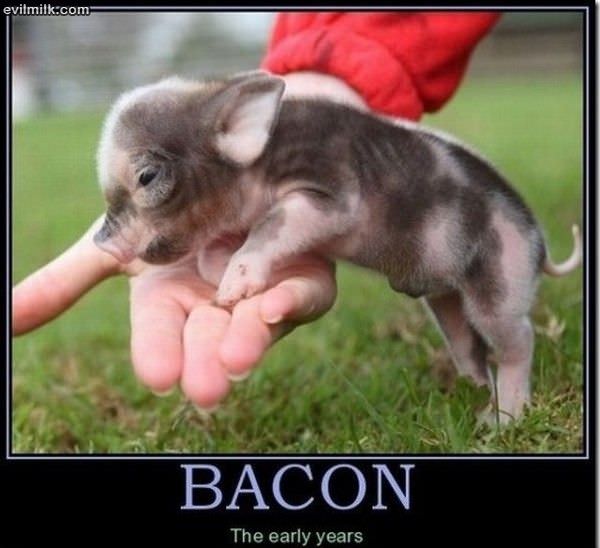 Bacon