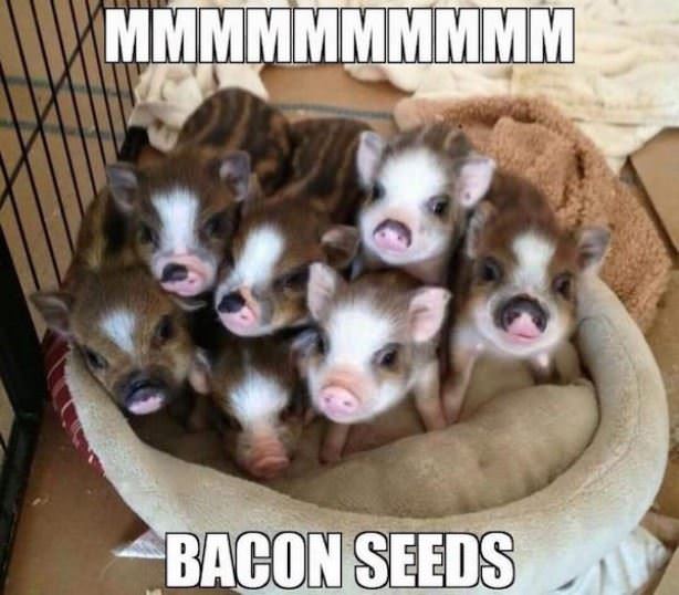 Bacon Seeds