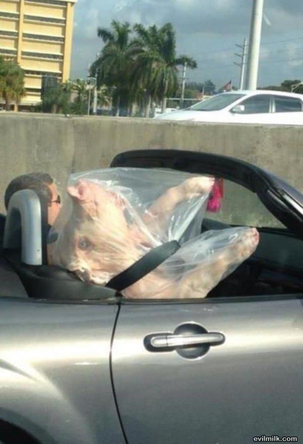 Bacon Transport