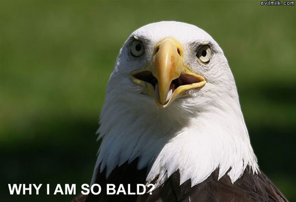 Bald