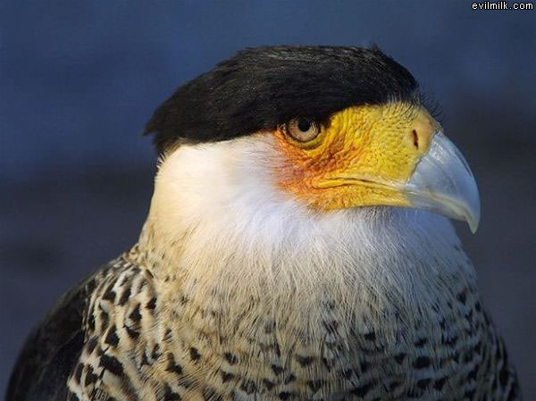 Bald Eagle Wait What