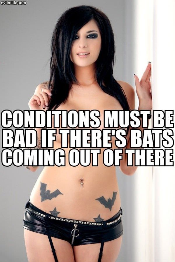 Bats