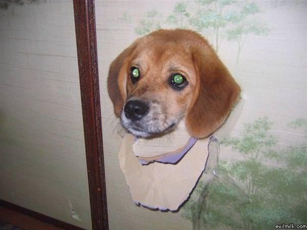 Beagle Head