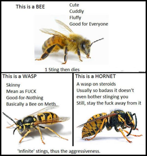 Bees