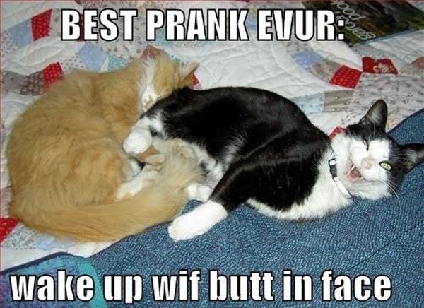 Best Prank