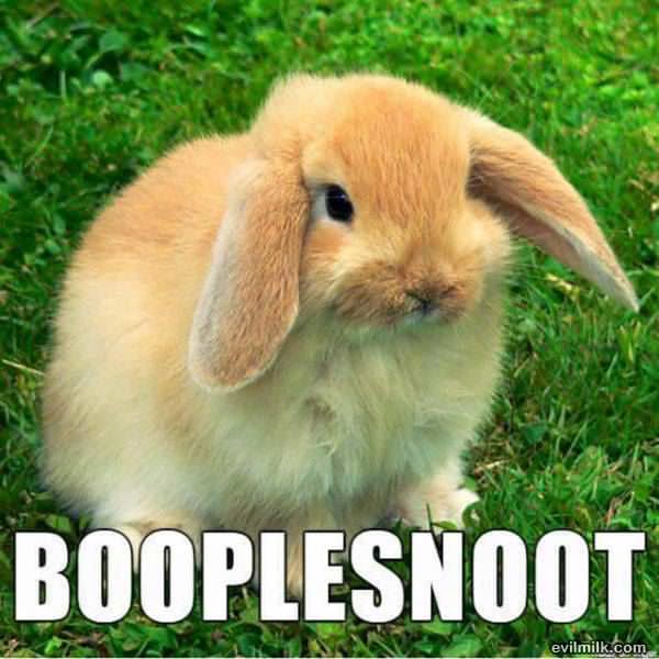 Better Names For Animals