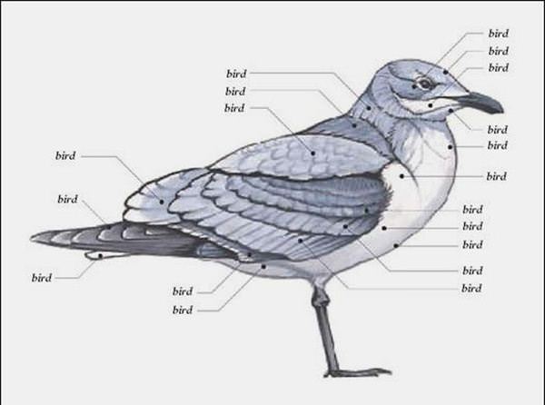 Bird Anatomy