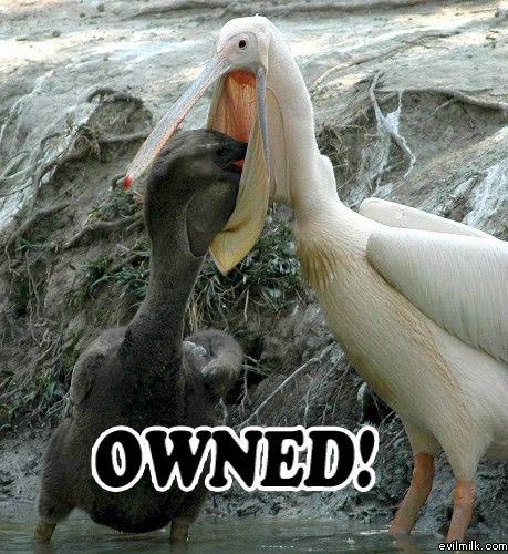 Bird Being Owned