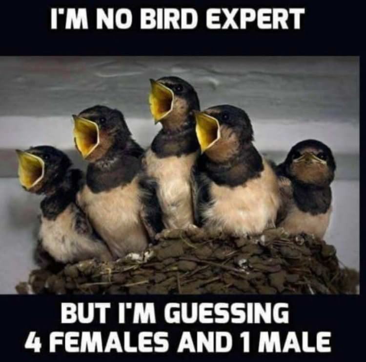 Bird Expert