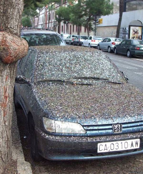 Bird Shit