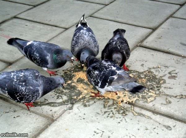 Birds Are Hungry