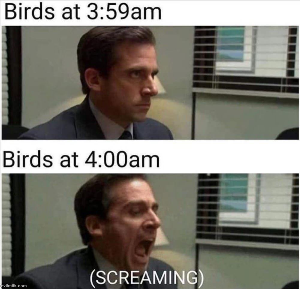Birds At 4am