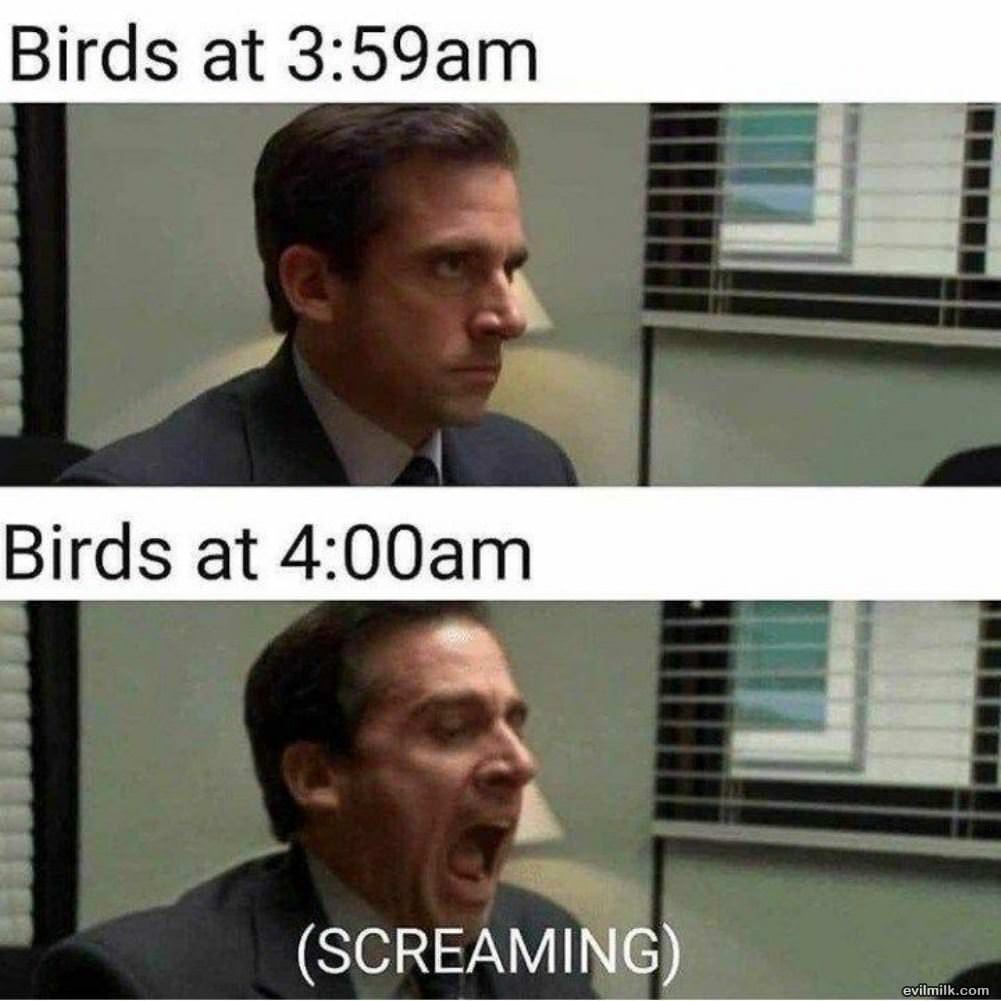 Birds Life