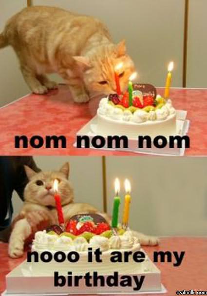 Birthday Cat