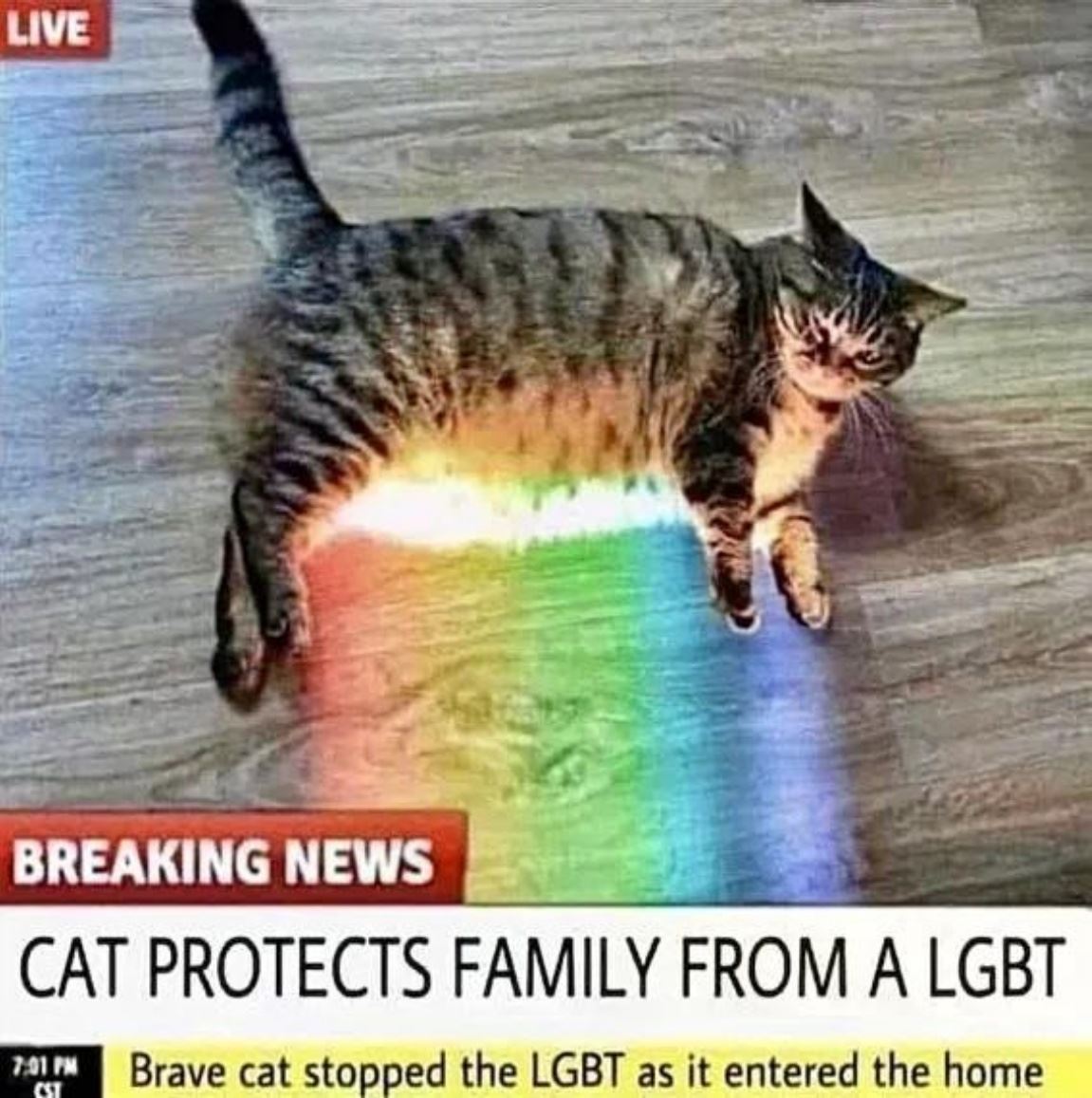 Brave Cat
