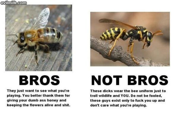Bros Or Not