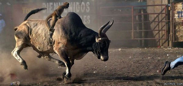 Bull Riding Monkey