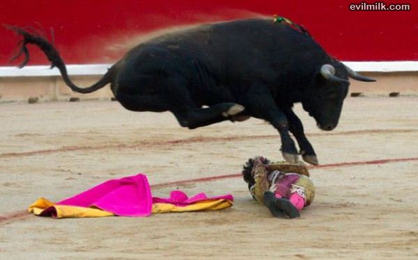 Bull Wins