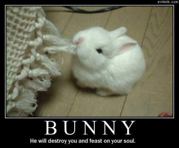 Bunny