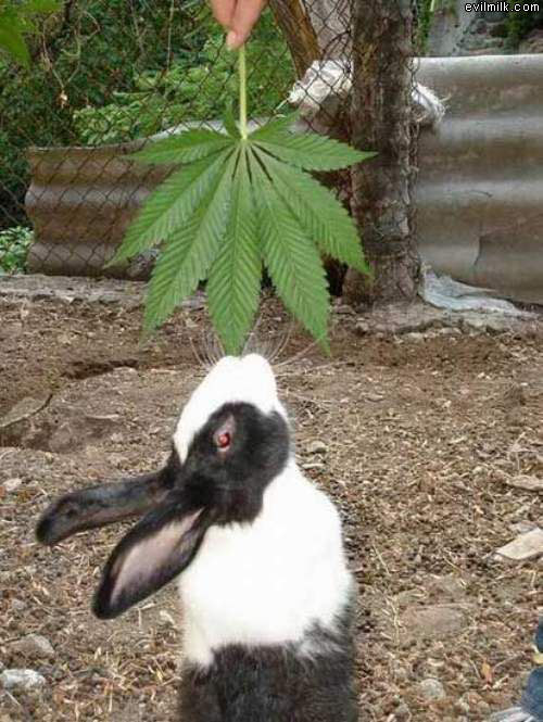 Bunny Knows Whats Good