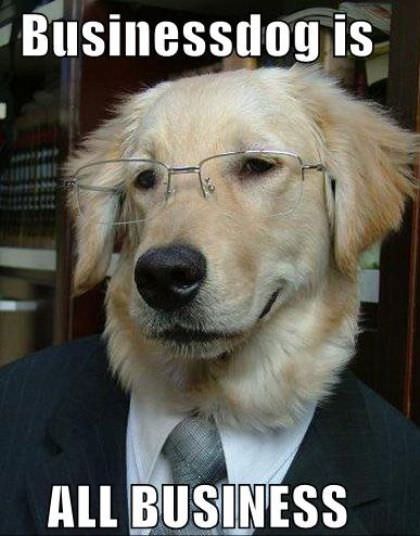 Business Dog