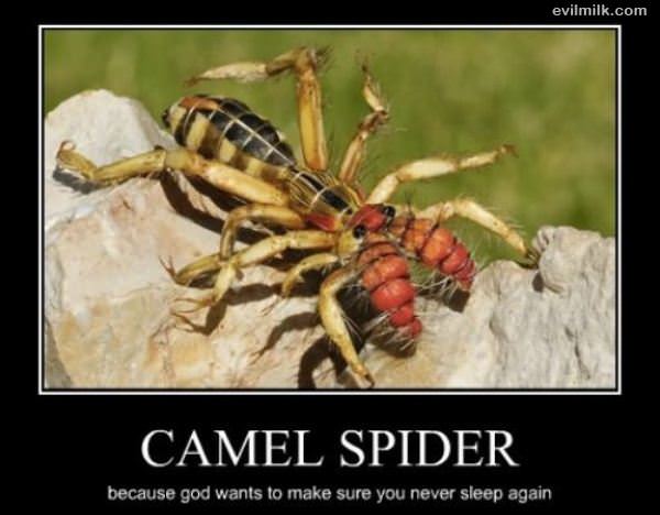 Camel Spider