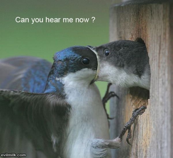 Can You Hear Me Now