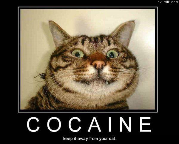 Cat Cocaine
