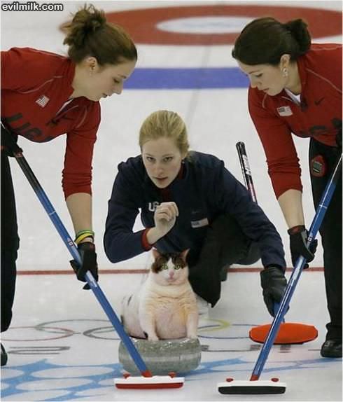 Cat Curling